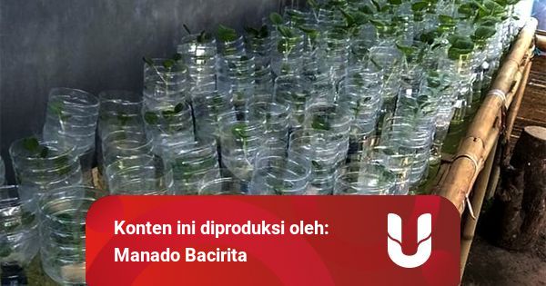 Hidroponik Botol Air Mineral / Metode Hidroponik Jenis Ini Menggunakan